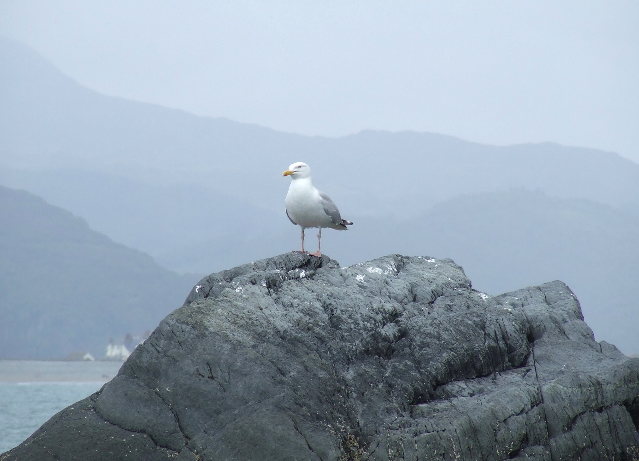 ON GUARD Bill Bagley Photography